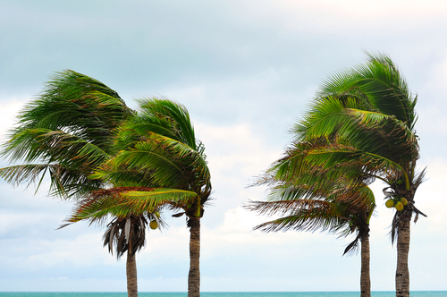 blowing palm trees in the wind