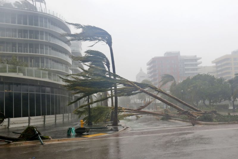 palm trees damaged by Hurricane Irma in Miami