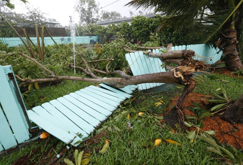 a tree came down on a fence in Surfside, Fla., during Hurricane Irma 