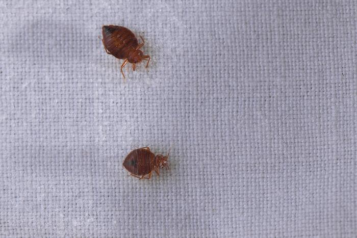 Bed bugs on sheets