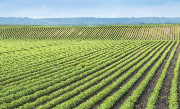 soybean field