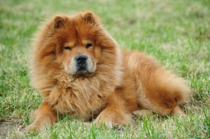 chow chow dog dangerous