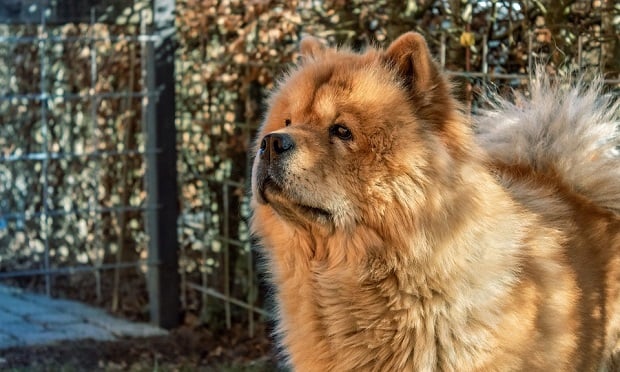 Fashion chow chow restricted breed