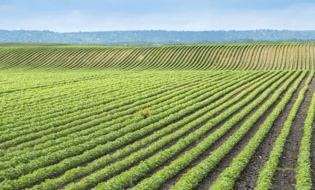 soybean field