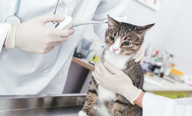 Top 10 most common medical conditions for cats | PropertyCasualty360