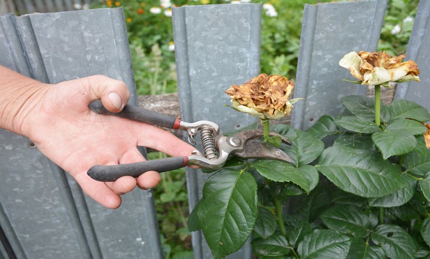 Prune the rose bush and the entire plant will perform better. (Shutterstock)