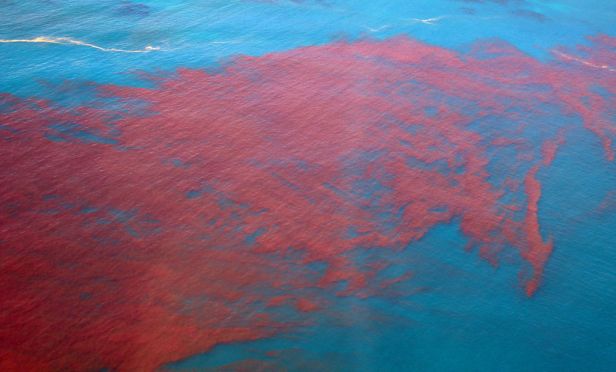 Image result for red tide in florida
