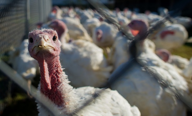 Behind the scenes of this year's turkey product salmonella outbreak, debate continues on how authorities treat salmonella and what protections should be given to the public. (Bloomberg)