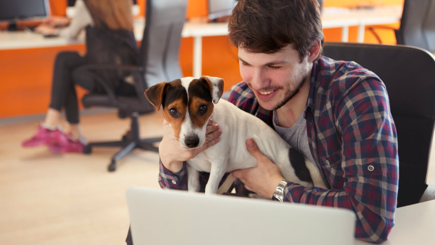 Dog in workplace