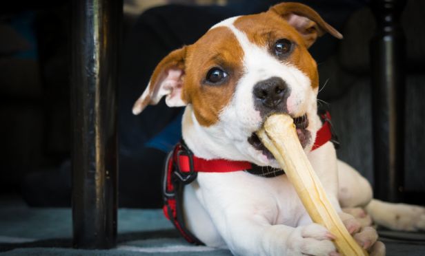 Dog chewing bone.