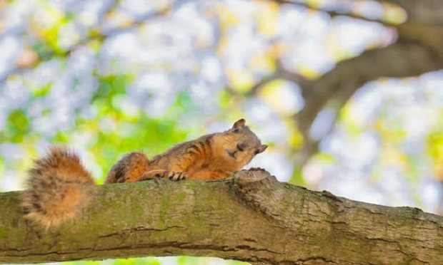 Home damage by squirrel — is it covered? | PropertyCasualty360