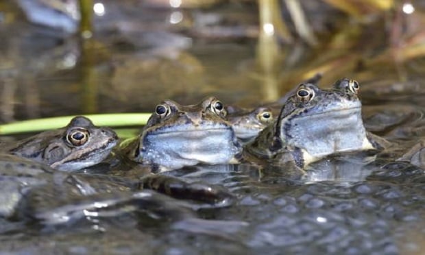 There are more than 6,300 species of frogs, according to Wikipedia. (Photo: Shutterstock)