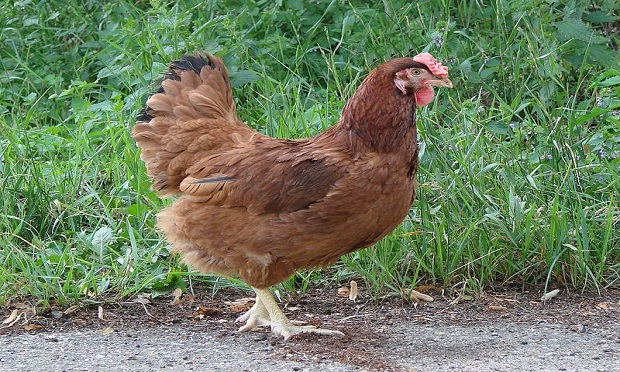 Rhode Island Red - Wikipedia