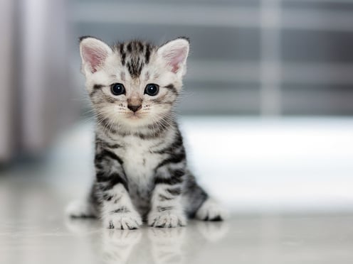top 10 most adorable kittens