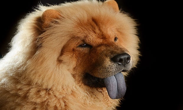 are chow chows naturally aggressive