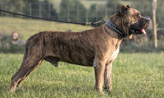 Cane Corso - Wikipedia