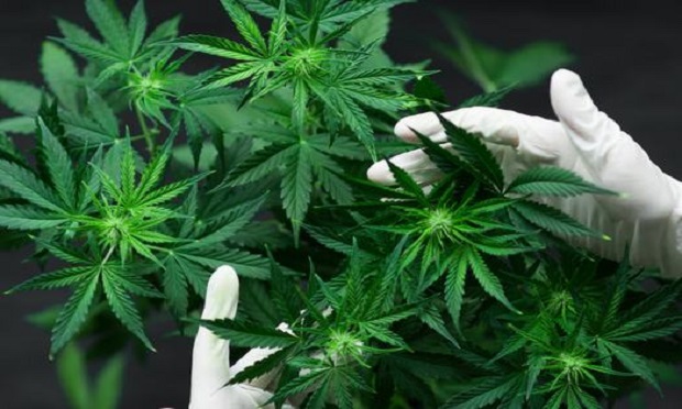 Cannabis plant. (Photo: Shutterstock) 