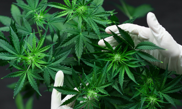The act would also allow legitimate cannabis businesses to access loans and services rendered by the Small Business Administration, as well as prohibit the denial of public benefits to a person based on certain cannabis-related conduct or convictions. (Credit: Dmytro Tyshchenko/Shutterstock)