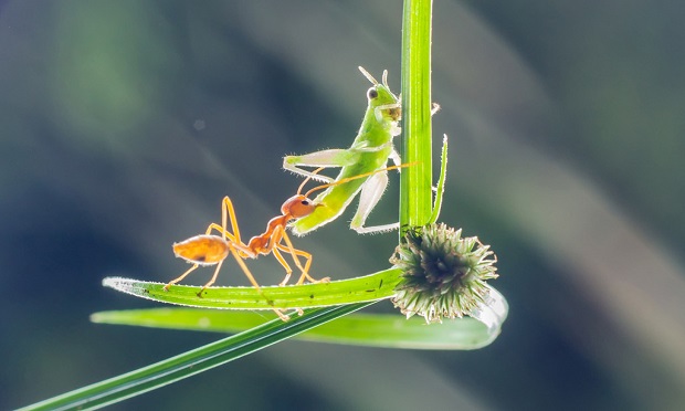 Like Aesop's ant, insurers must take this time to plan and 'prepare for winter.' (Getty images/ALM Media archives)