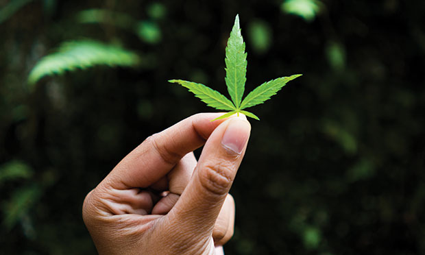 Man holding a marijuana leaf.