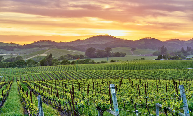 Vineyards landscape at sunset in California, USA. Credit:haveseen/Shutterstock.com.