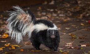 Skunked again: The animal exclusion in homeowners policies