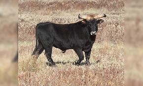 Insurance coverage Q&A: Is bull semen considered perishable stock 