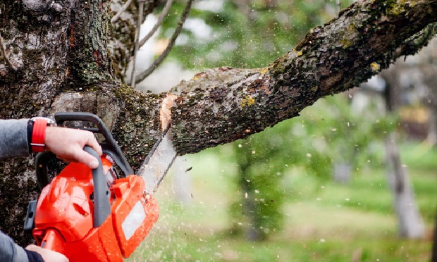 Person cutting a branch off of a tree.