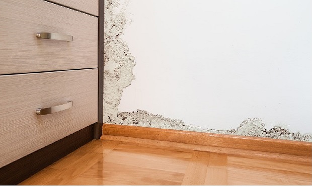 A mold assessment is more than just the collection of samples. It is the practice of evaluating the extent of mold growth and determining the origin and cause of the moisture. 
