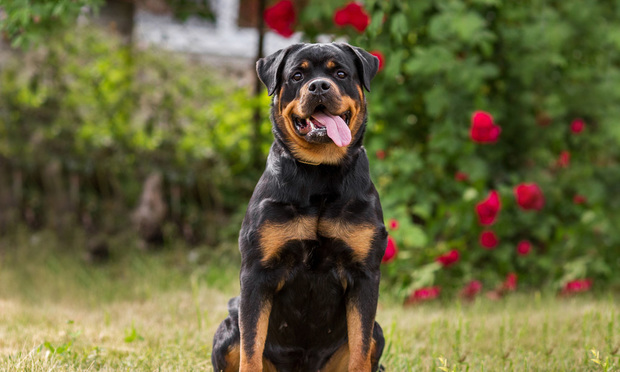 A rottweiler sits in a yard with their tongue hanging out.
