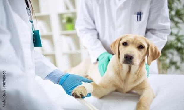 Rather than face the prospect of a four- or five-figure vet bill, consumers can choose to pay a relatively small monthly premium and enjoy the benefits of that coverage should it ever be needed for their pet.