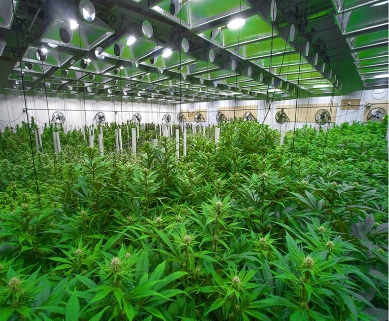 The possibility of fires and other property damage brought on by the production and cultivation operations is a challenge for insurers. Most of these incidents occur due to extensive electrical lighting and large quantities of water involved in grow operations.