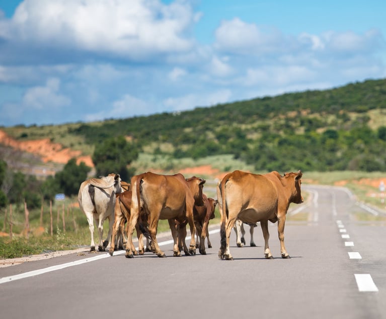 Small herd of cows crossing the road in Vietnam